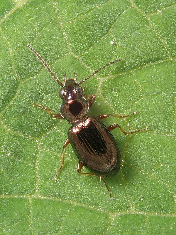 Carabidae: Metallina lampros? quasi... Metallina properans